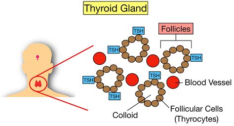 Thyroid Hormone Synthesis Pathway Step By Step Flow Chart Ezmed