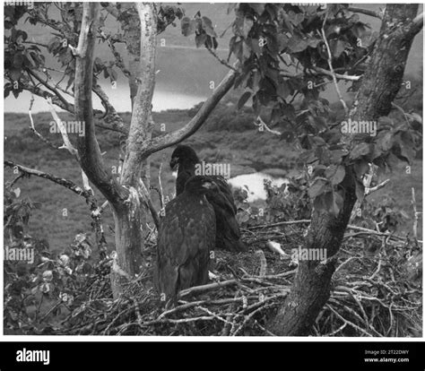 Eagles portrait Black and White Stock Photos & Images - Alamy