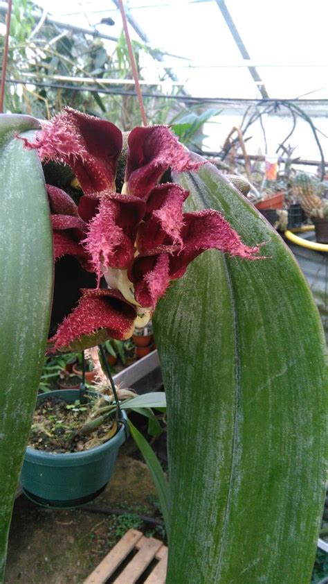 Bulbophyllum Phalaenopsis Phalaenopsis Plants Orchids