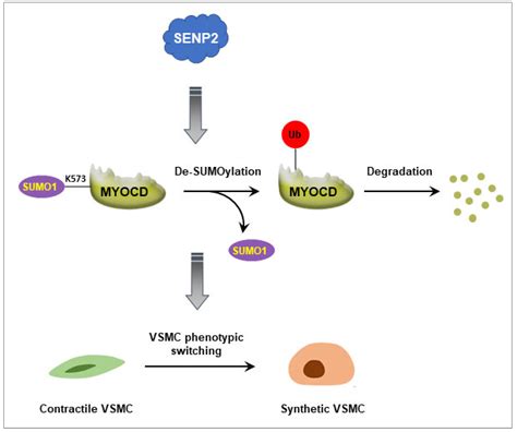 IJMS Free Full Text SENP2 Promotes VSMC Phenotypic Switching Via