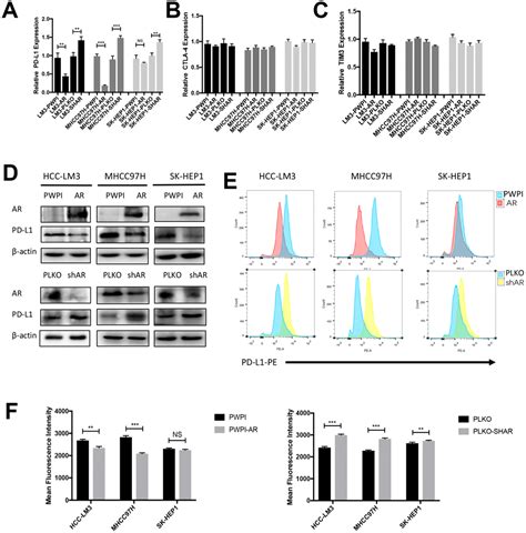 Androgen Receptor Affects The Response To Immune Checkpoint Therapy By