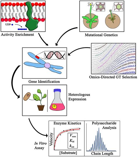 Frontiers Critical Review Of Plant Cell Wall Matrix Polysaccharide Glycosyltransferase