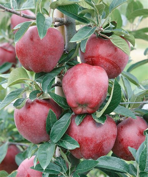 Red Delicious Apple | Bower & Branch