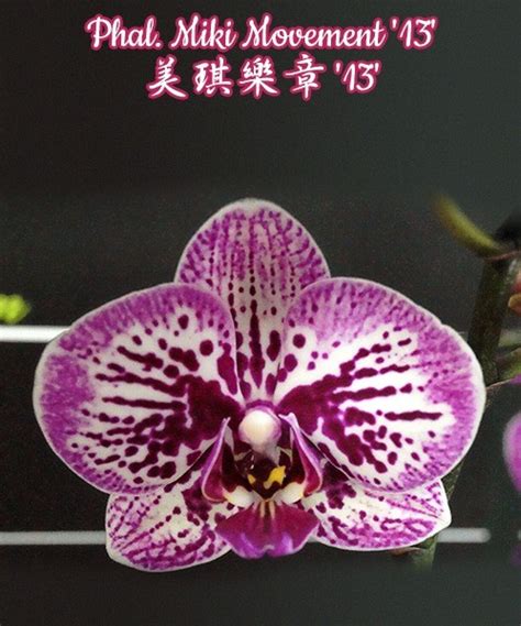 Phal. Miki Movement '13' (Орхідея, Підлітки фаленопсисів (роздрібні ...