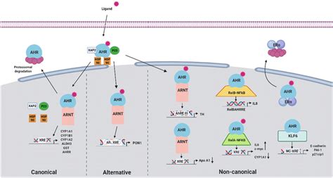 Representations Of Ligand Dependent AHR Activation Pathways Inactive