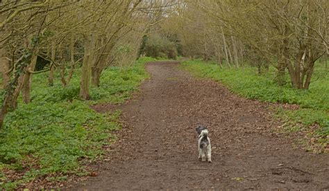 Daisy S Diary Happy Birthday Archie Babe