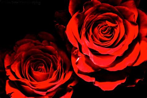 deep, Red, Roses Wallpapers HD / Desktop and Mobile Backgrounds