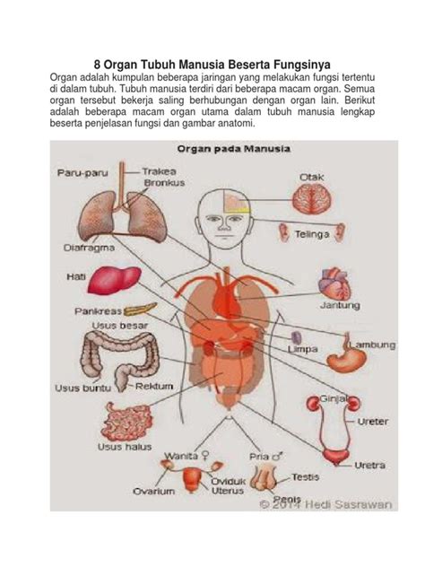 Sistem Organ Manusia Dan Fungsinya Homecare24