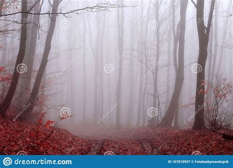 Winter Forest No Snow Foggy Background Leftover Leaves On Branches