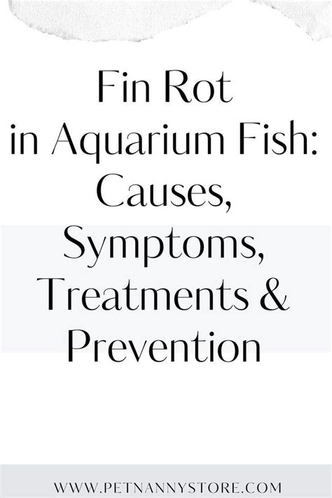 Fin rot in aquarium fish causes symptoms treatments prevention – Artofit