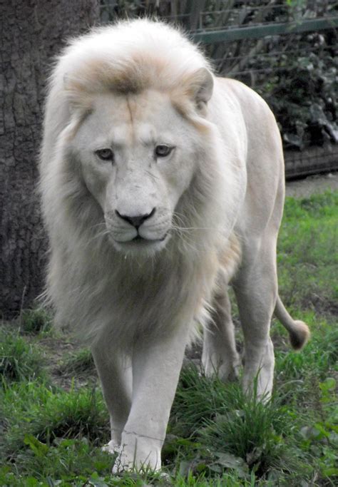 Male white lion – Artofit