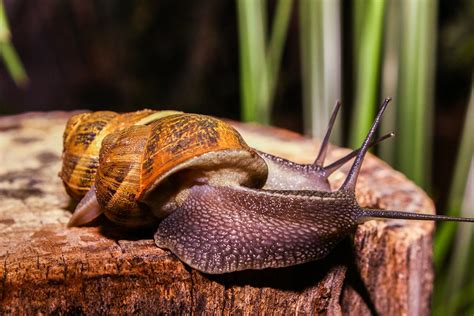 Schnecke Tier Natur Kostenloses Foto Auf Pixabay Pixabay