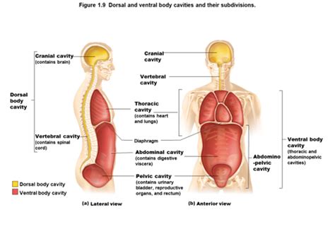 Anatomy Fall Semester Final Study Guide Tesoro Flashcards Quizlet