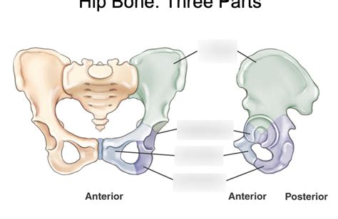 Chapter 7 Femur And Pelvic Girdle Diagram Quizlet