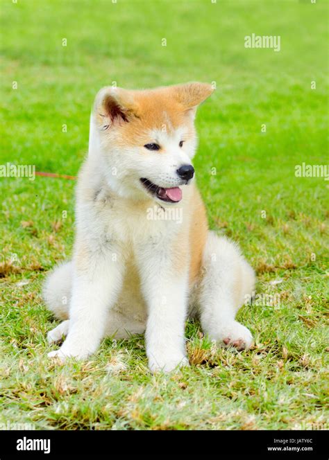 Un Joven Hermoso Blanco Y Rojo Akita Inu Cachorro De Perro Sentado