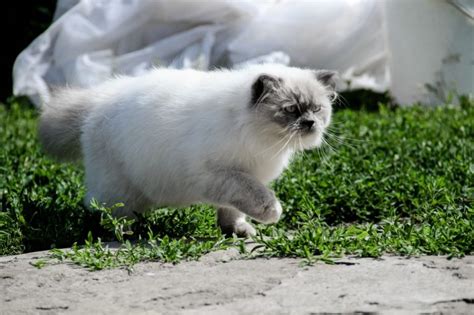 Himalayen Origine caractère santé et conseils Race de Chat