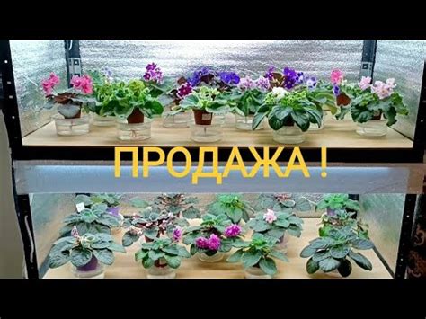 ОНЛАЙН МАГАЗИН ! ДЕТКИ ФИАЛКИ В ПРОДАЖЕ ! - YouTube