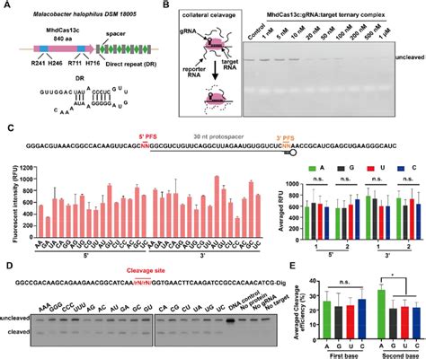 The Crispr Mhdcas C System Exhibited A Robust Collateral Rna Cleavage