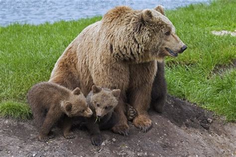 Eurasian Brown Bear Photo Imagebroker Alimdi Arterra