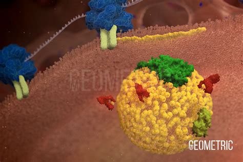 Chylomicron Illustration | Geometric Medical Animation