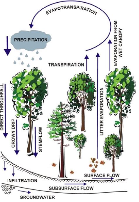 Deciduous Forest Water Cycle