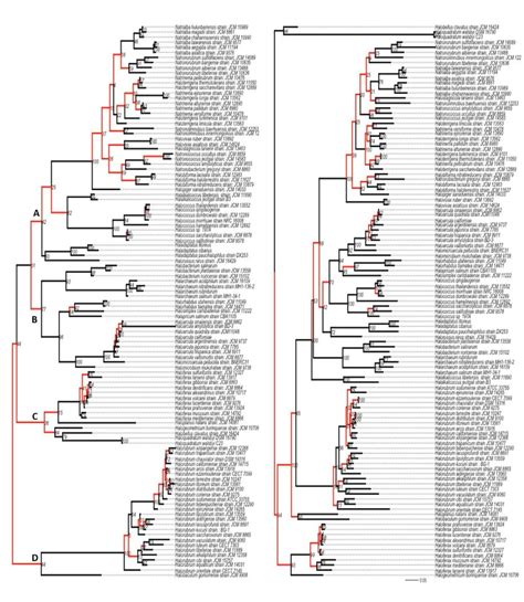 Maximum Likelihood Ml Trees Constructed For The Full Length 16s Rrna