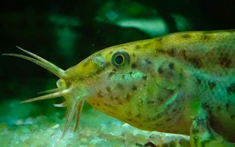 Quels Poissons Mettre Dans Mon Aquarium Avec De L Eau Froide