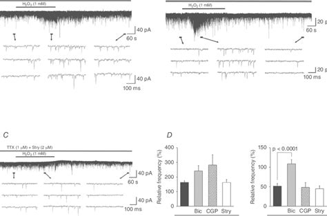 Effects Of GABA And Glycine Receptor Antagonists On H 2 O 2 Induced