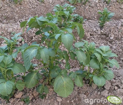 Ziemniak Zdj Cie Fotka Foto Numer Galeria Rolnicza Agrofoto