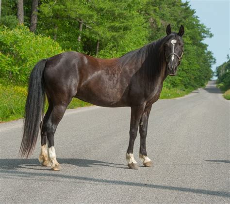 Tennessee Walker vs Quarter Horse: Detailed Comparison Guide ...