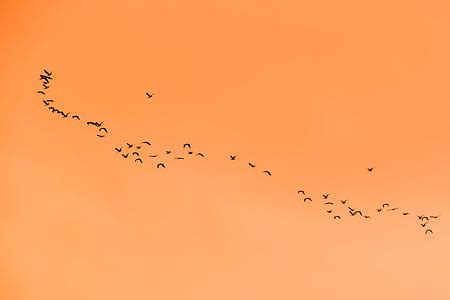 Royalty Free Photo Silhouette Of Flock Of Birds Flying Above Body Of