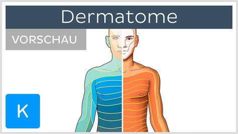 Dermatome Verlauf Und Funktion Vorschau Kenhub Youtube