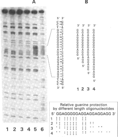 Figure 2 From The High Stability Of The Triple Helices Formed Between