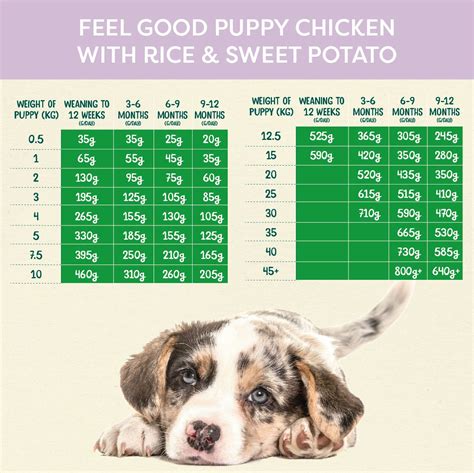 How Often To Feed 6 Month Old Dog