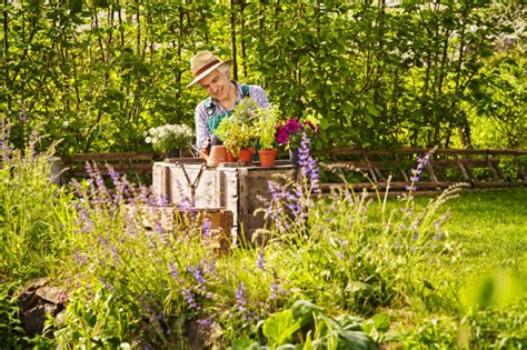 Garten Gärtner Strohhut Pflanzen Lizenzfreies Bild 14371927