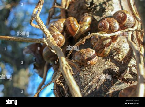 snails    apple tree   orchard stock photo alamy