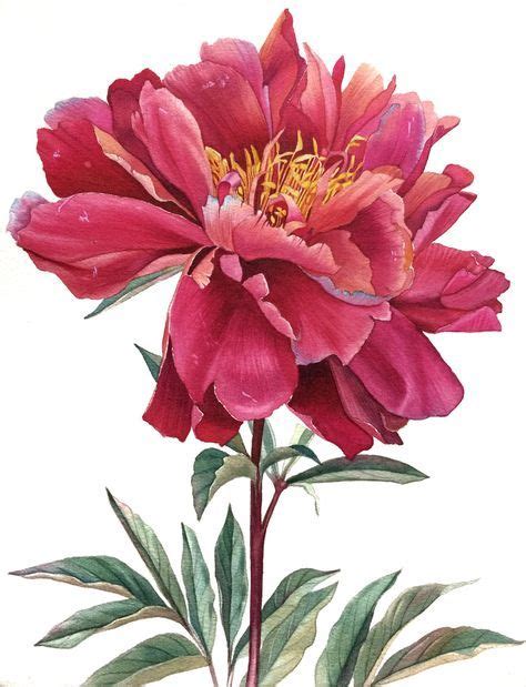 Watercolor Peony Pro Techniques Explained Anna Bucciarelli Skillshare