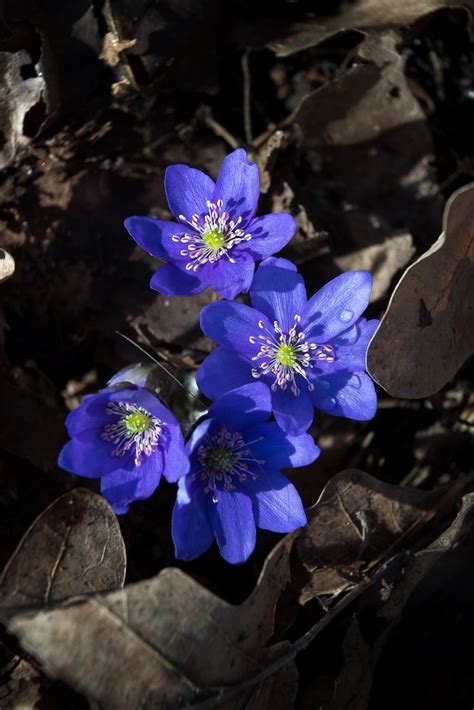 Przylaszczka Pospolita Hepatica Nobilis Bialobrody Flickr