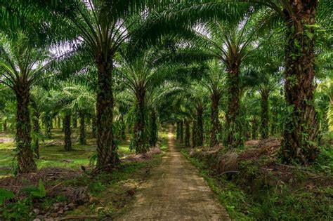 Premium Photo Indonesian Industrial Area Indonesian Palm Oil Plantation