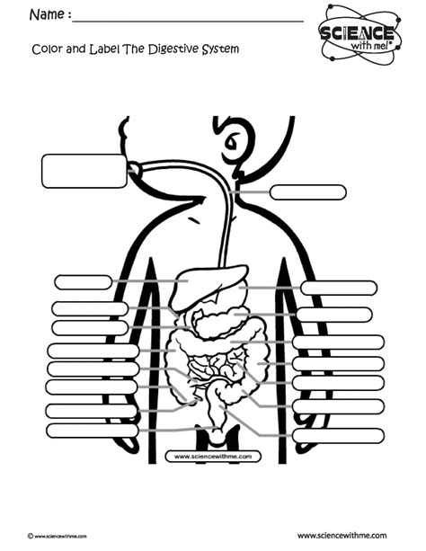 Digestive System For Kids Worksheets