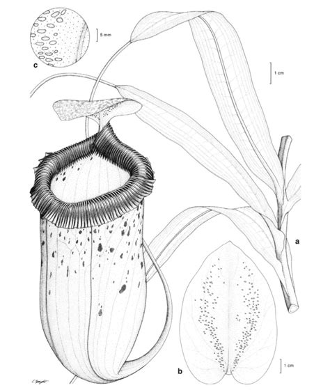 The Articles About Nepenthes