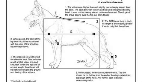 Illustrated Standard of the German Shepherd Dog - Measuring Dogs - Von ...