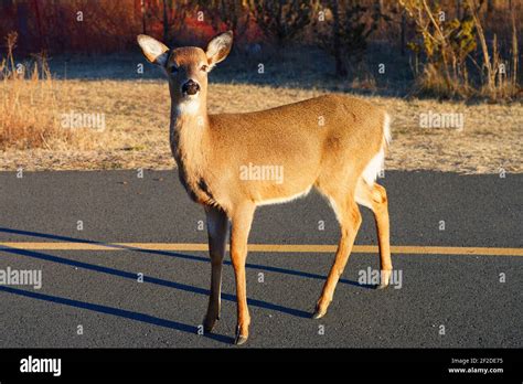 Wild Deer On The Side Of The Road In The Sandy Hook Gateway National