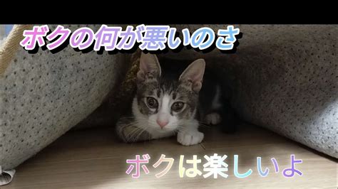 隠れたつもりの子猫🐾自由過ぎる子猫と優しい先住猫猫動画 Cat ネコ Youtube