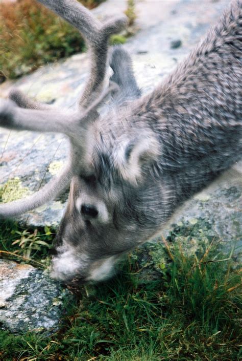 Europe! - Strange Animals of the World