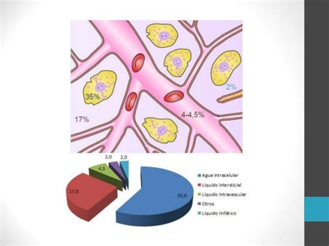 Los Compartimientos Del Liquido Corporal