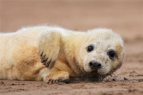 Seal Pups That Will Make You Want To Rip Your Hair Out With Cuteness ...