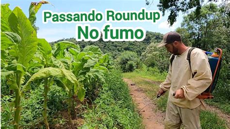 ROÇANDO E PASSANDO ROUNDUP NO FUMO PASTO CARURU PROS PORCOS YouTube