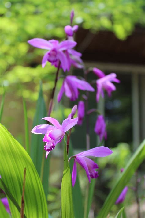 Flowering Perennial Shade Plants