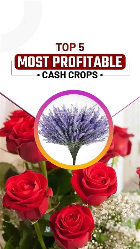 Discover India's Top 5 Most Profitable Cash Crops